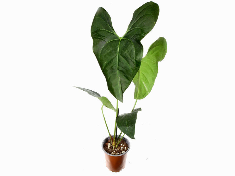 Anthurium Amazon Rabbit inverse crossing