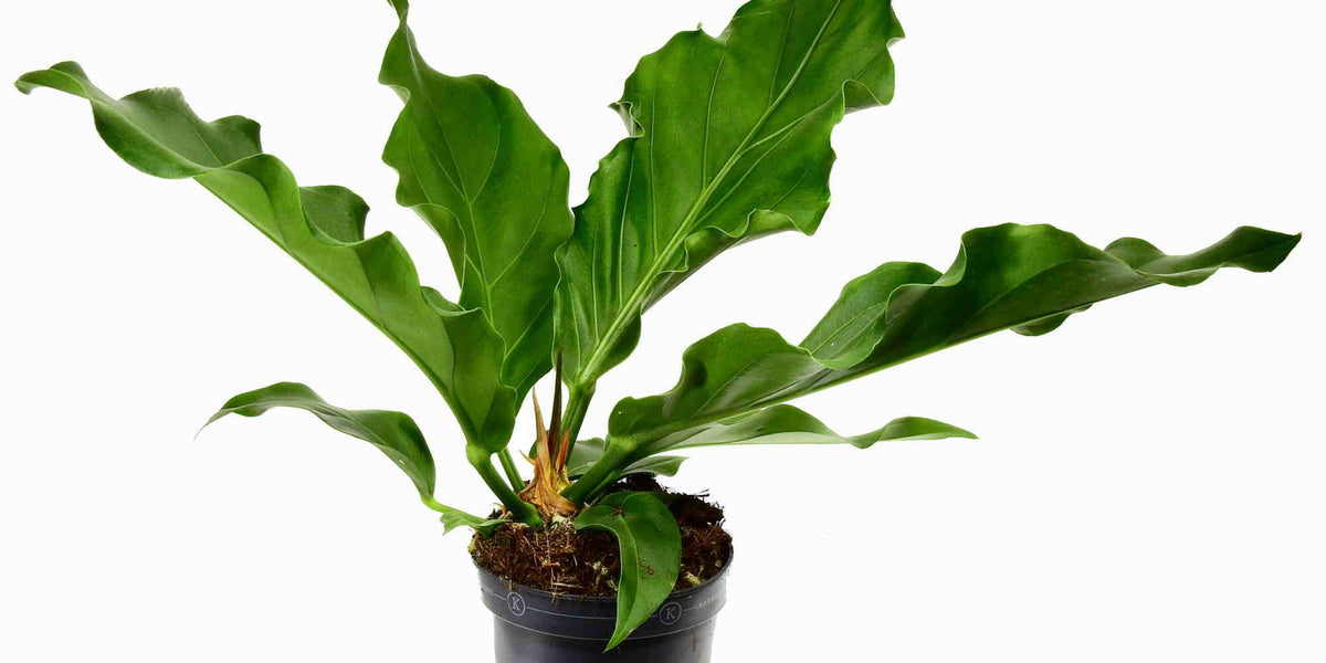 snake plant purifies air Snake Plant | Low-Maintenance Indoor Air Purifier main image 1