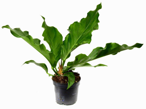 anthurium plowmanii care Anthurium plowmanii — Ecuagenera Europe GmbH
