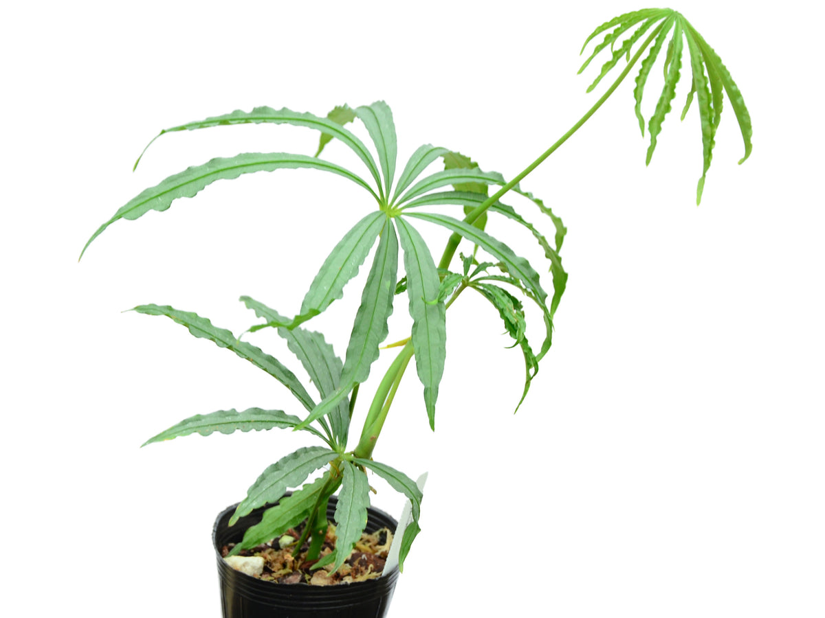 Anthurium polyschistum — Ecuagenera Europe GmbH