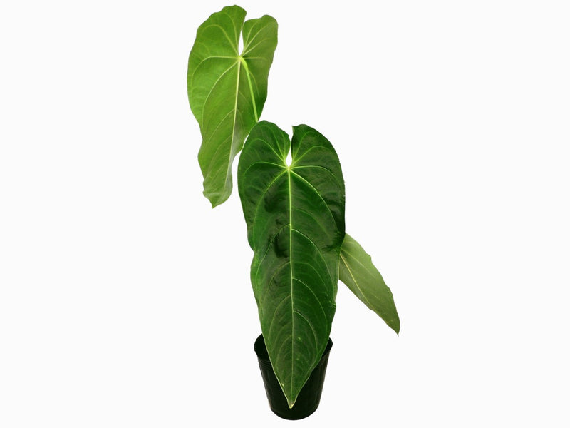 Anthurium queremalense