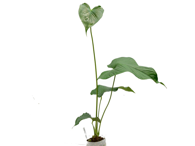 Anthurium rivulare