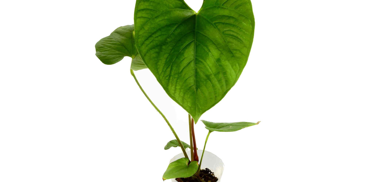 anthurium rubrinervium Anthurium rubrinervium — Ecuagenera Europe GmbH