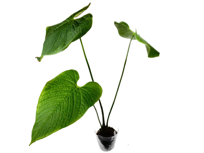 Anthurium rugulosum 'Chocolate'