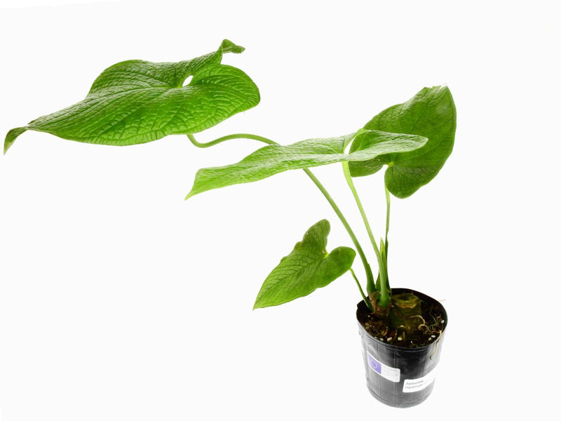 Anthurium rugulosum 'Crinitum'