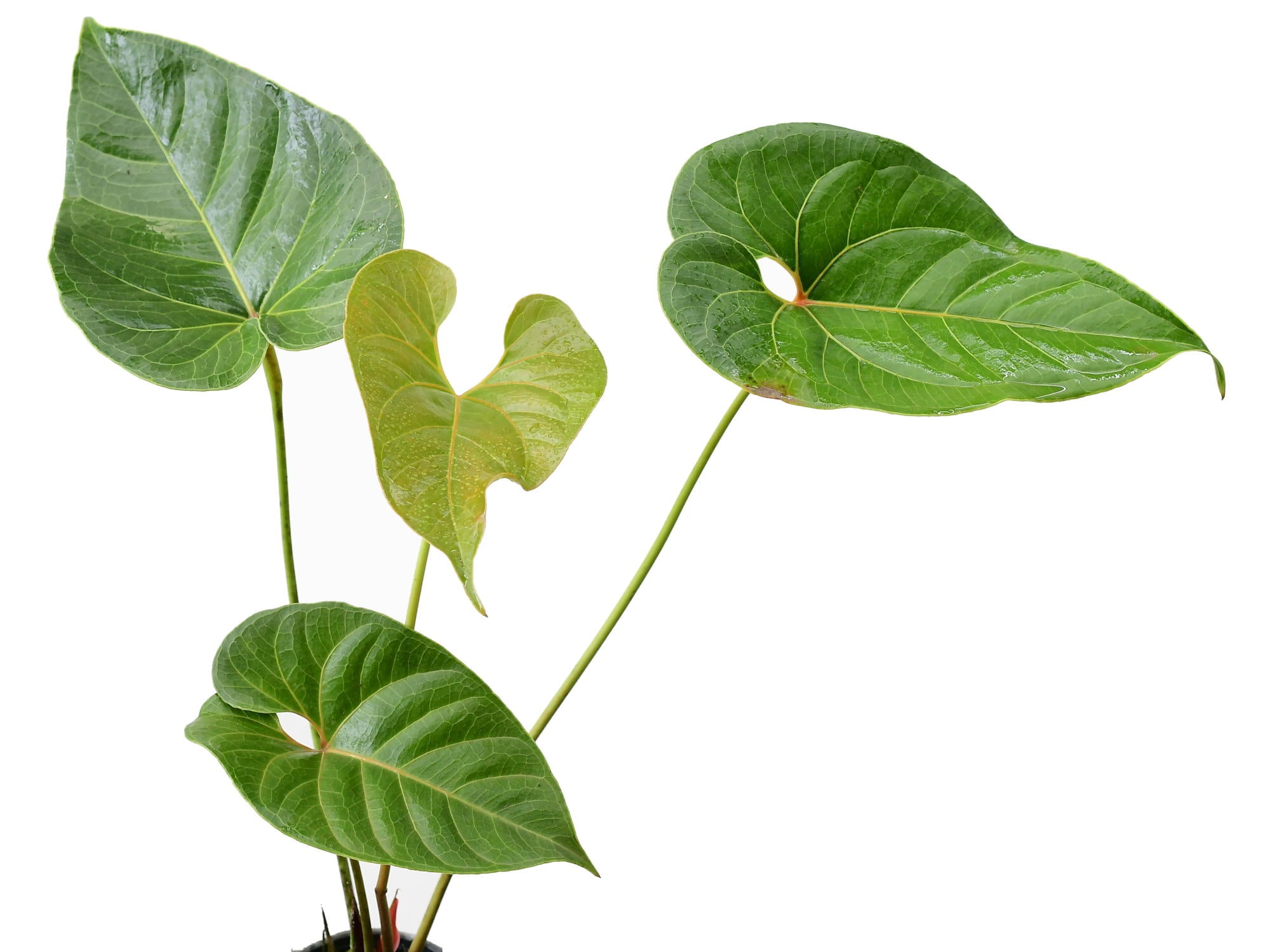 Anthurium decipiens (aka Anthurium salgarense) — Ecuagenera Europe GmbH
