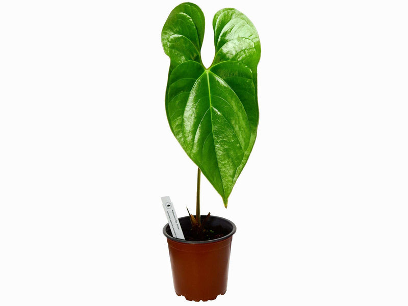 Anthurium spec. nov. 'Silver'