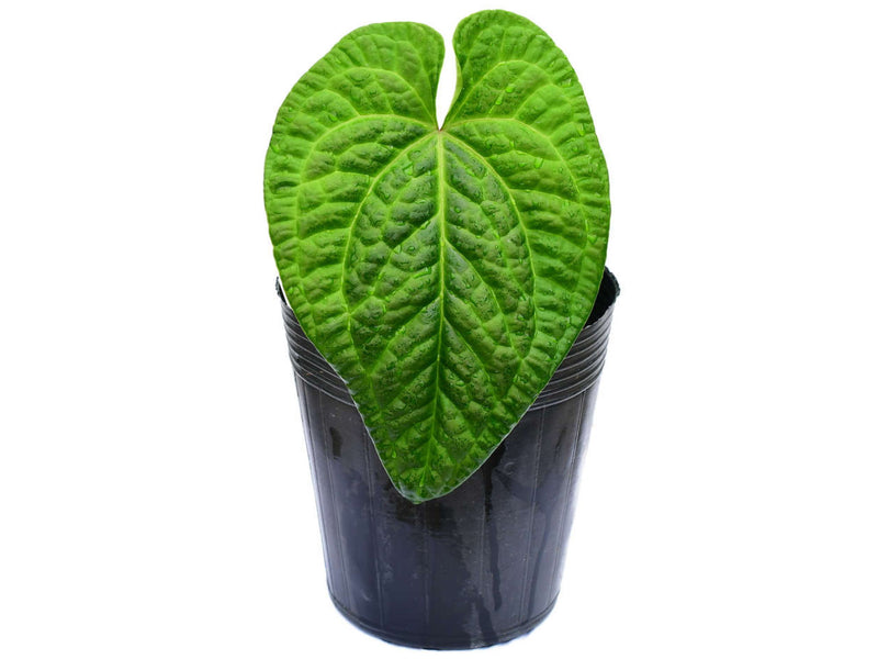 Anthurium Splendid Marthina