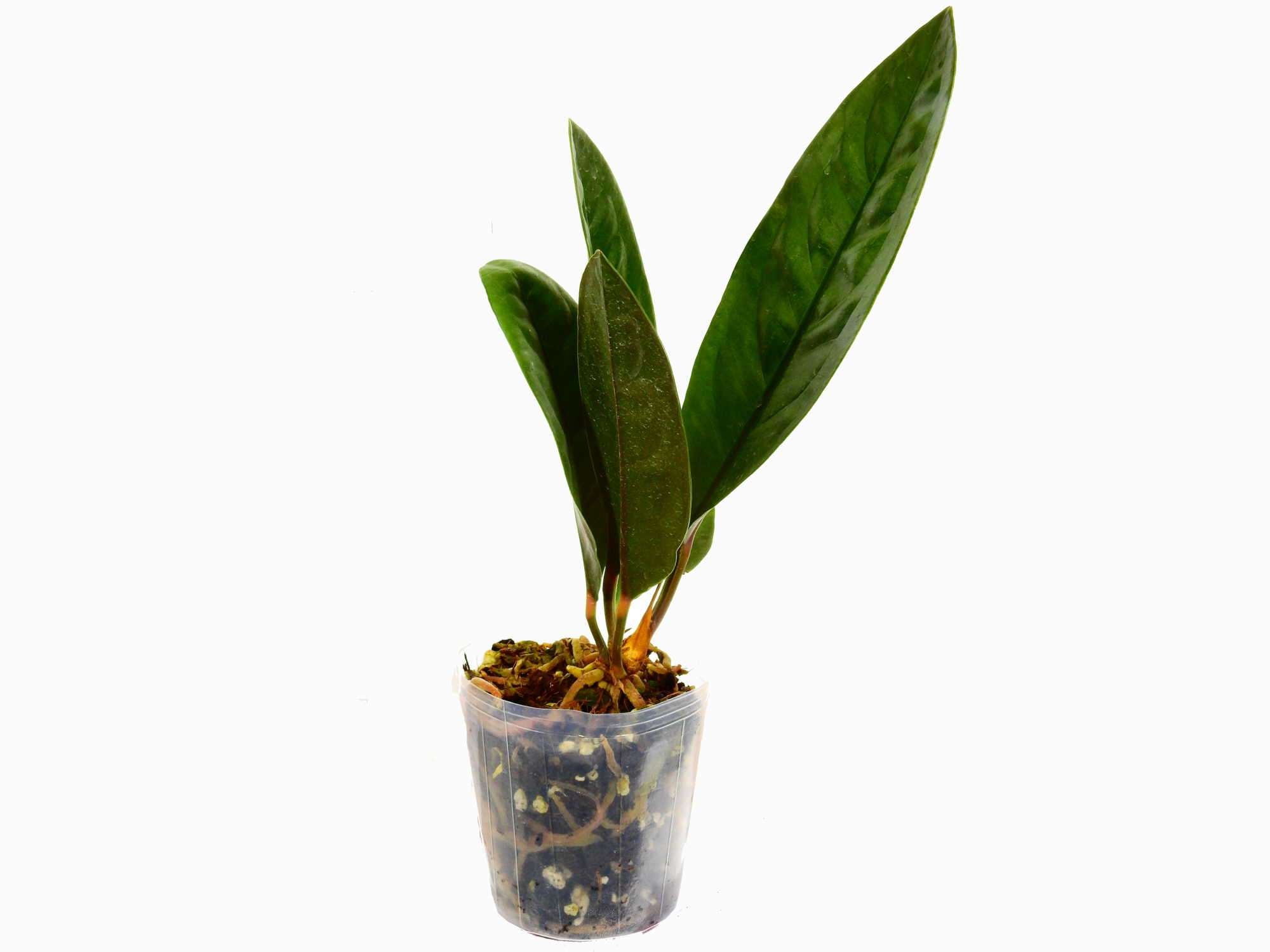 anthurium neo superbum Anthurium superbum — Ecuagenera Europe GmbH