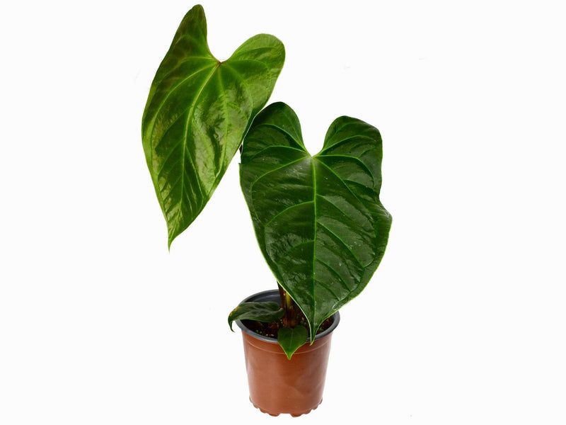 anthurium trilobum Anthurium Tayos Cave — Ecuagenera Europe GmbH