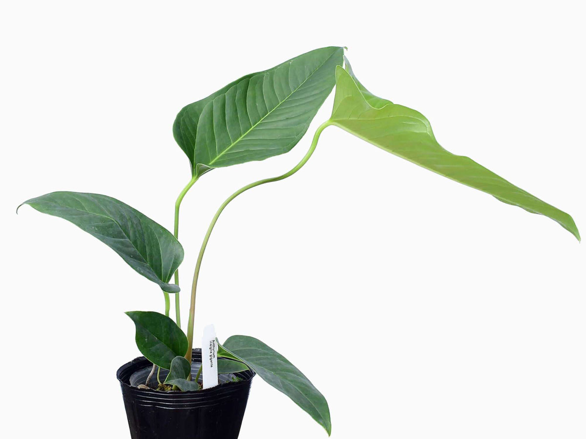 Anthurium insigne 'Gigante' — Ecuagenera Europe GmbH
