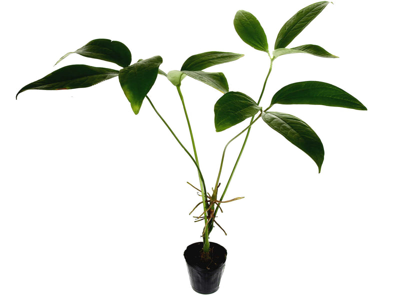 Anthurium triphyllum 'Guayzimi'