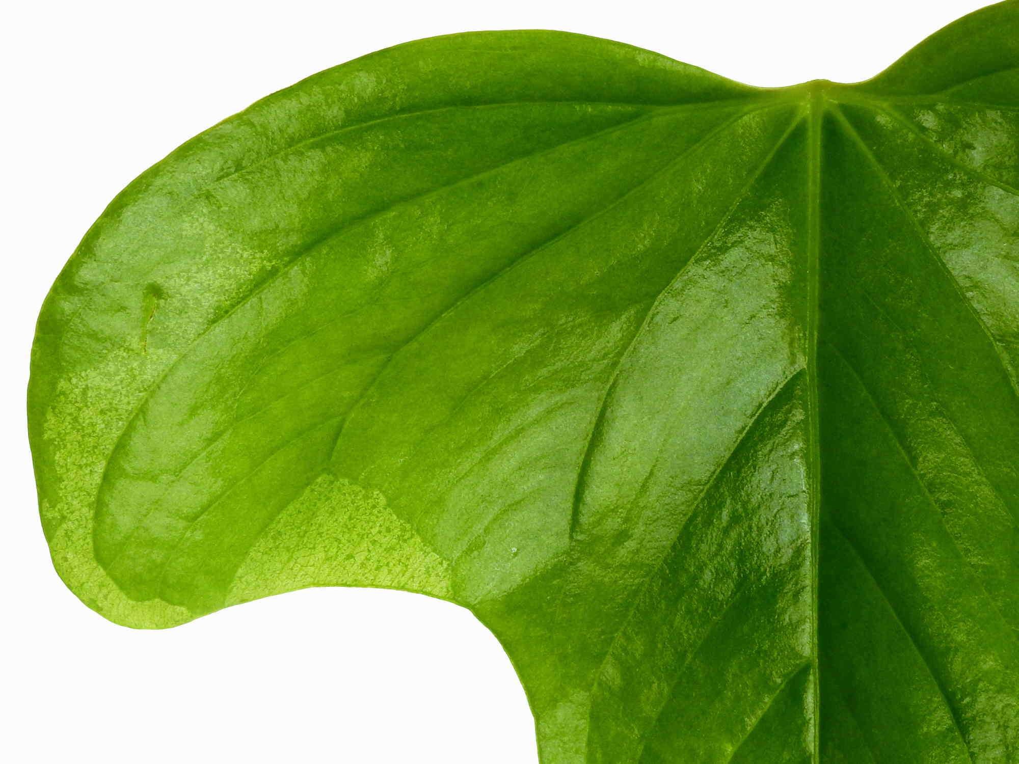 anthurium truncicola Anthurium truncicola — Ecuagenera Europe GmbH