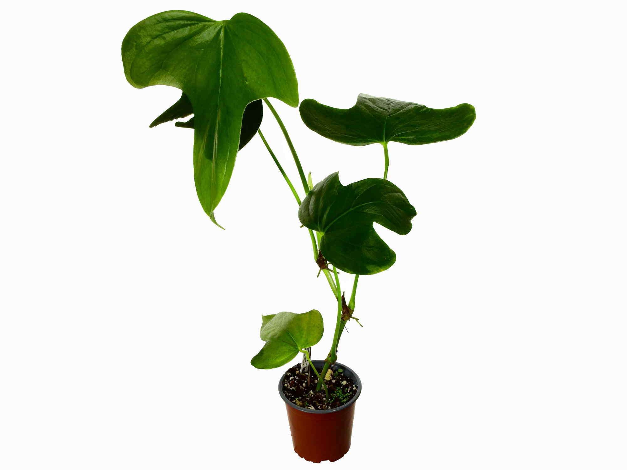 anthurium etymology Anthurium truncicola — Ecuagenera Europe GmbH