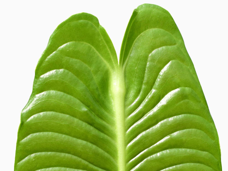 Anthurium veitchii S (11cm Topf)