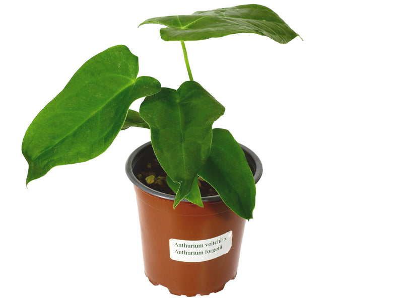 Anthurium Ecuagenera Waves