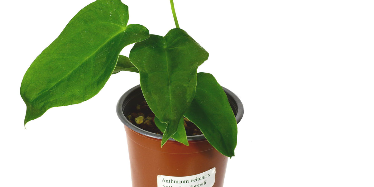 Anthurium Ecuagenera Waves — Ecuagenera Europe GmbH