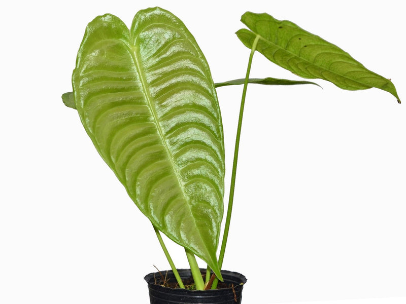 Anthurium veitchii