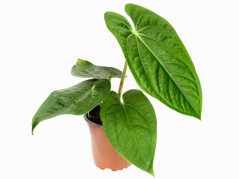 Anthurium Ecuagenera Jubilee