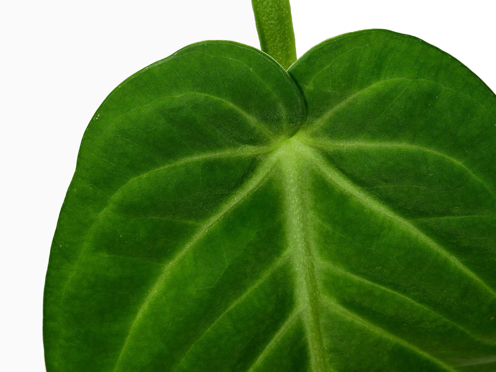 anthurium velvety heart Anthurium Velvety Heart — Ecuagenera Europe GmbH