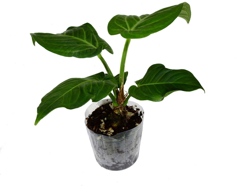 Anthurium Velvety Heart