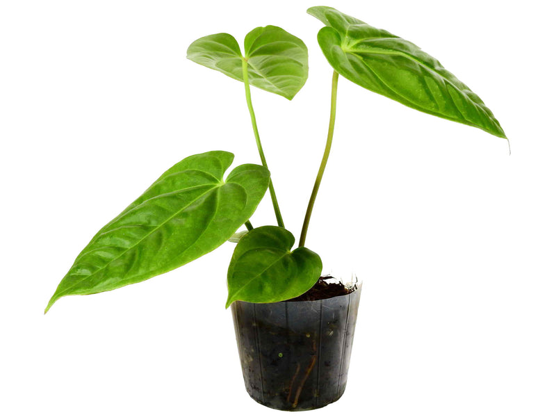 Anthurium (villenaorum x recavum)