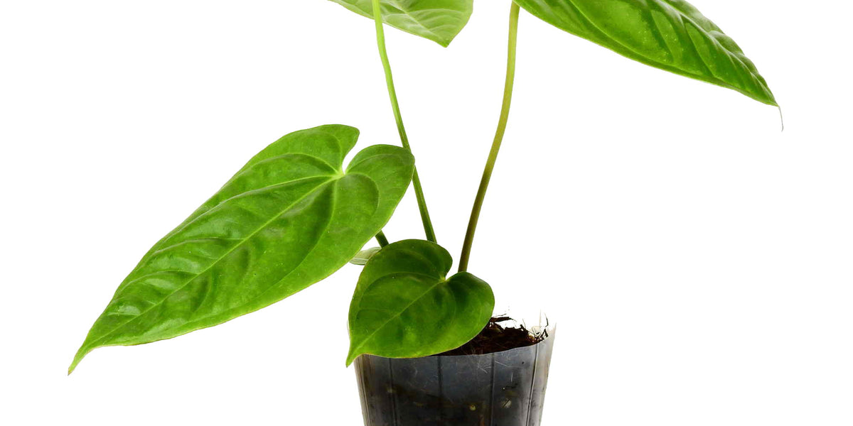 Anthurium (villenaorum x recavum) — Ecuagenera Europe GmbH