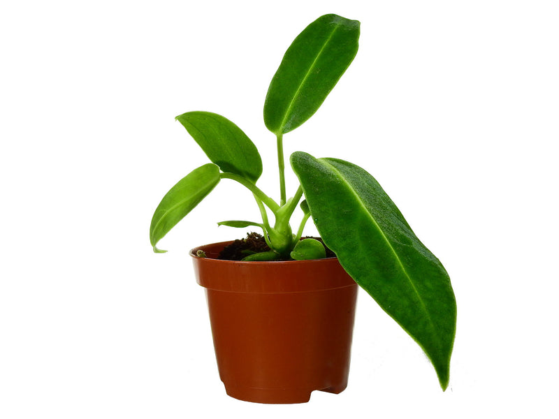 Anthurium warocqueanum XS (5,5cm Topf)