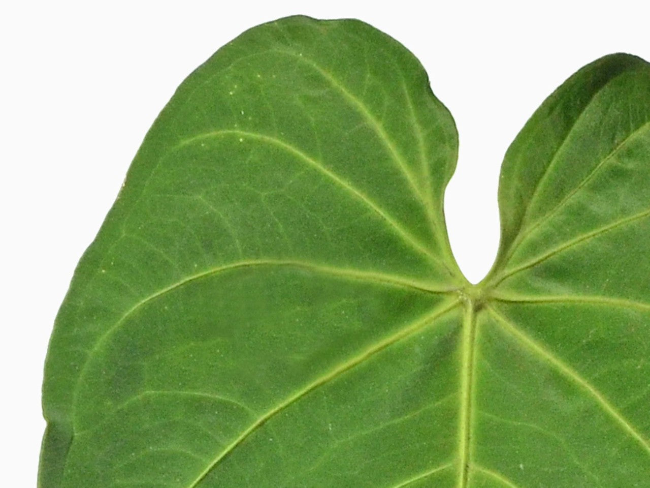 Anthurium waterburyanum