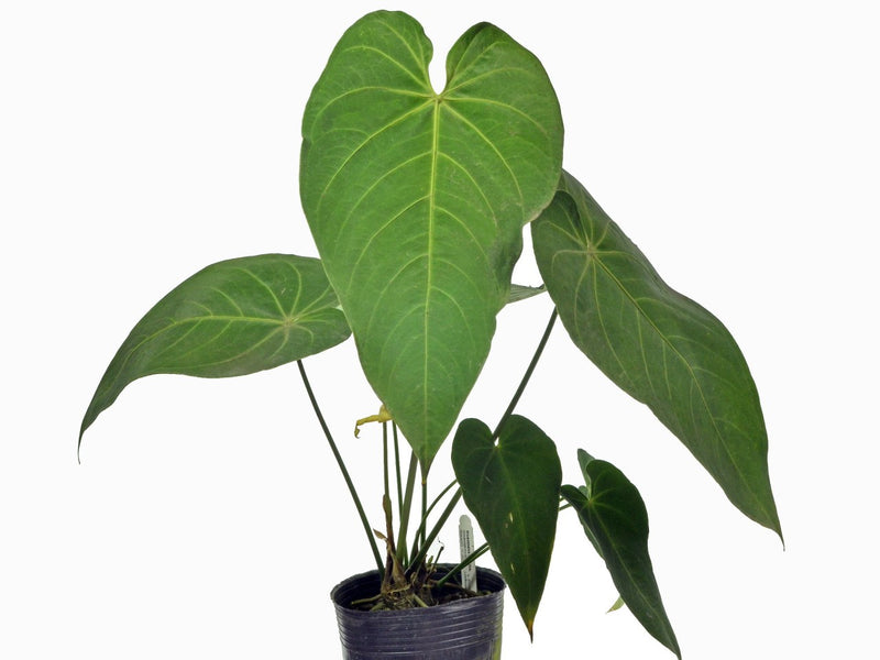 Anthurium waterburyanum