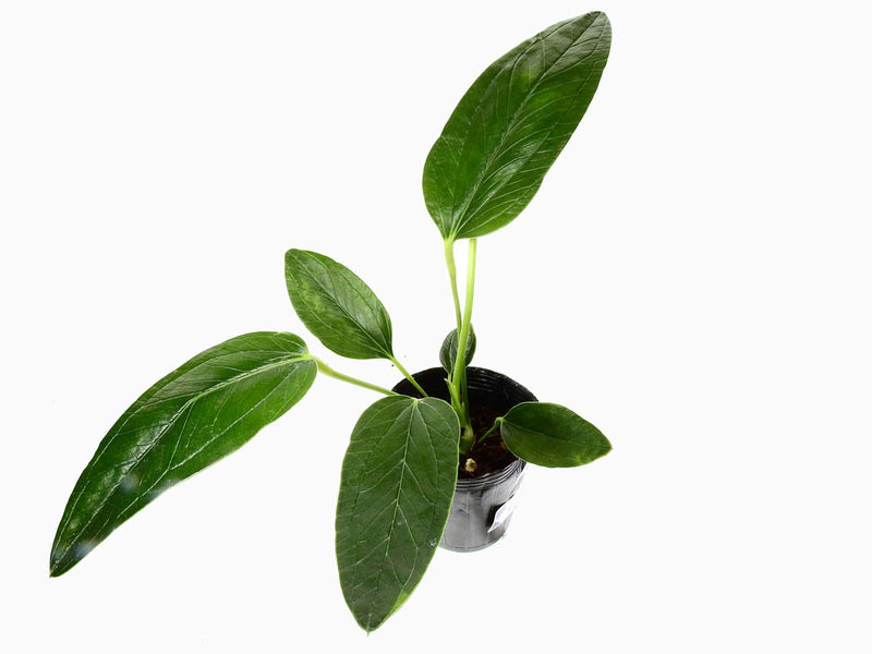 Anthurium weberbaueri