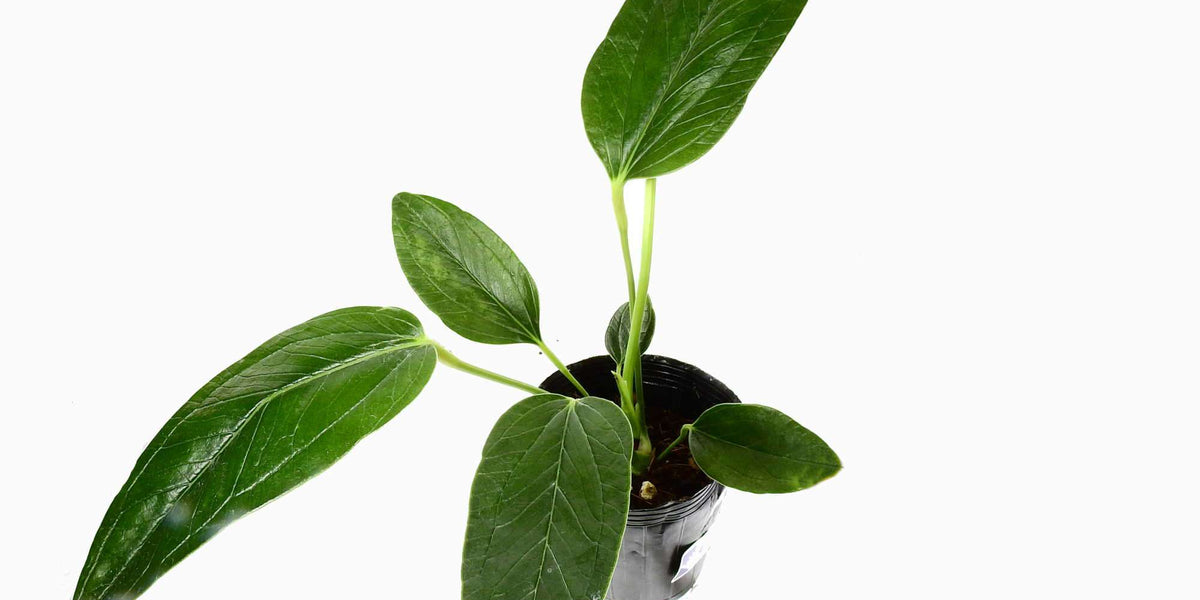 anthurium weberbaueri Anthurium weberbaueri — Ecuagenera Europe GmbH