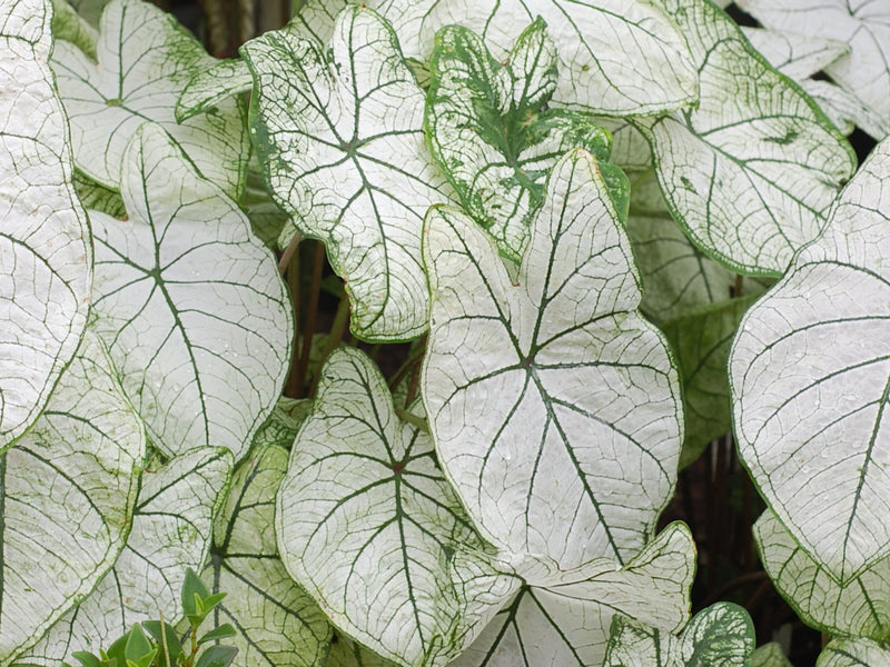 Caladium bicolor 'Candidum'