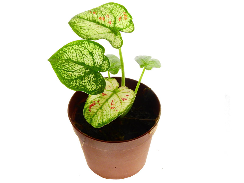 Caladium bicolor 'Thai Wang Knew' (5,5cm Topf)