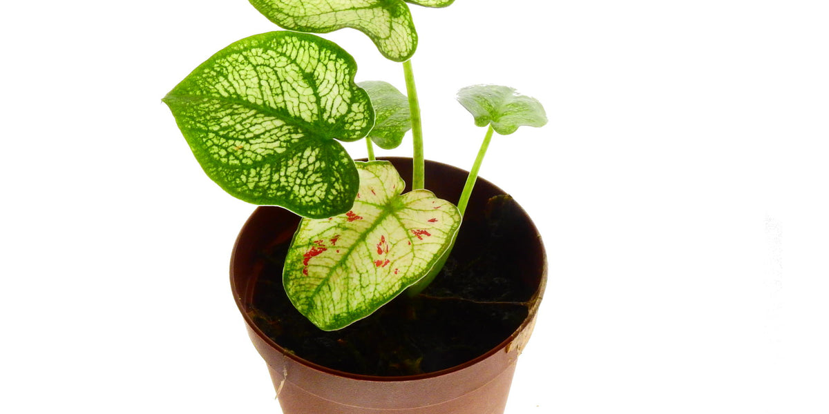 zimmerpflanze caladium Caladium bicolor 'Thai Wang Knew' (5,5cm Topf) — Ecuagenera Europe GmbH