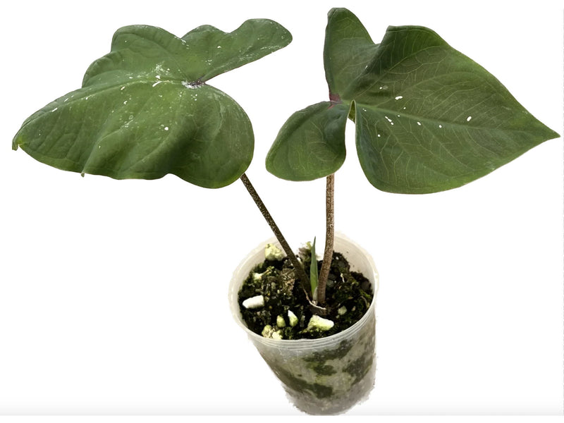 Caladium praetermissum ‘Tundayme’