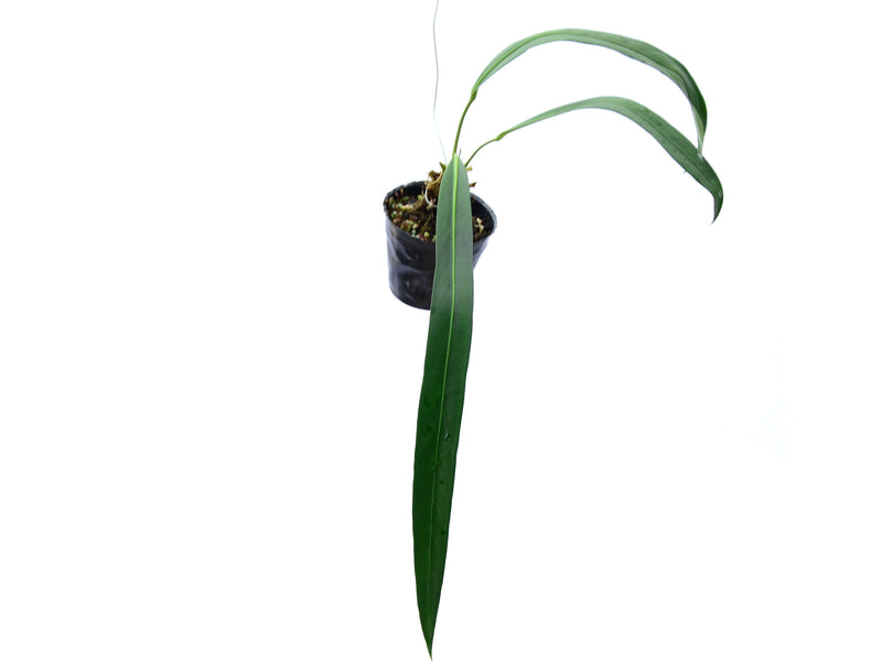 Anthurium friedrichsthalii