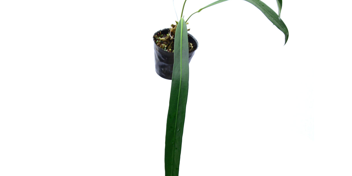 Anthurium friedrichsthalii  Ecuagenera Europe GmbH