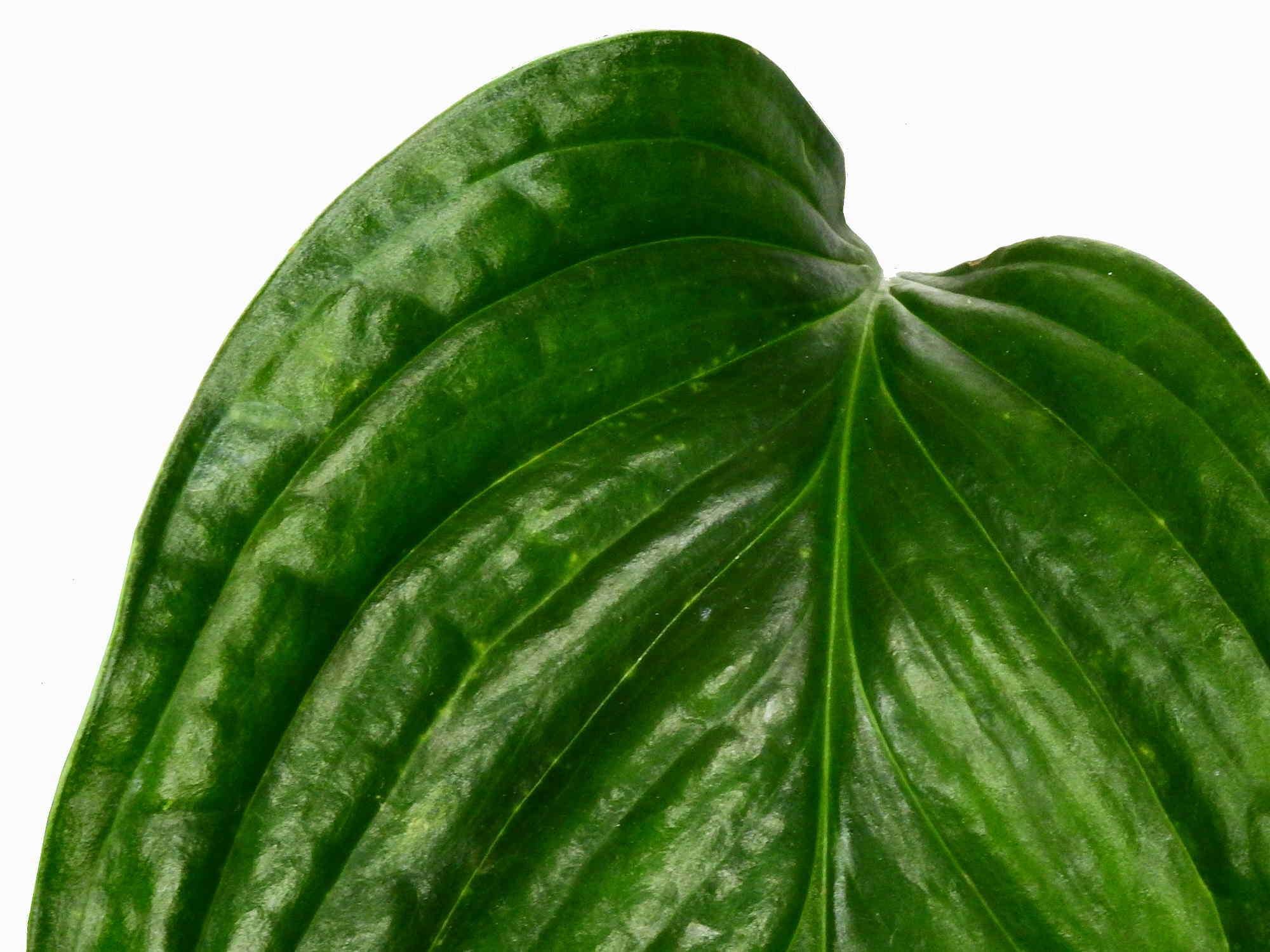 monstera aureopinnata Monstera aureopinnata — Ecuagenera Europe GmbH