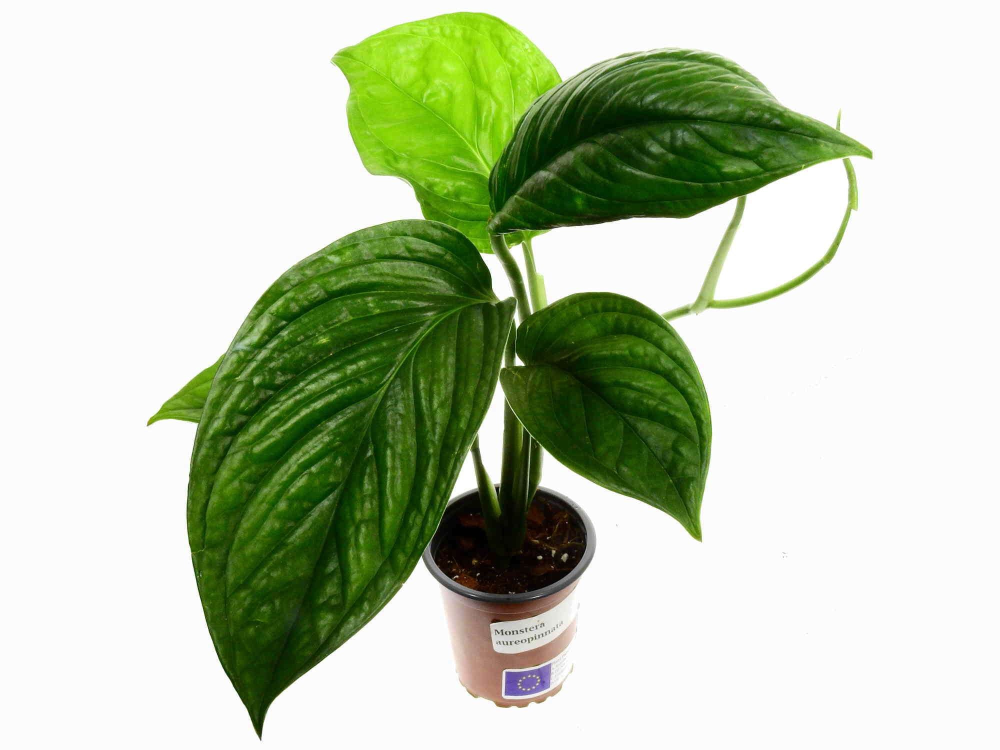 Monstera aureopinnata — Ecuagenera Europe GmbH