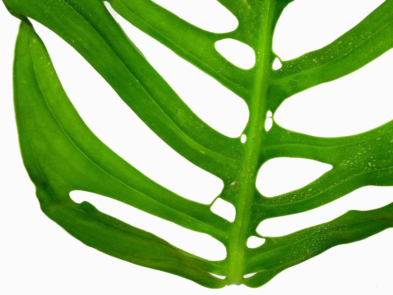 Monstera epipremnoides 'Esqueleto'  Ecuagenera Europe GmbH