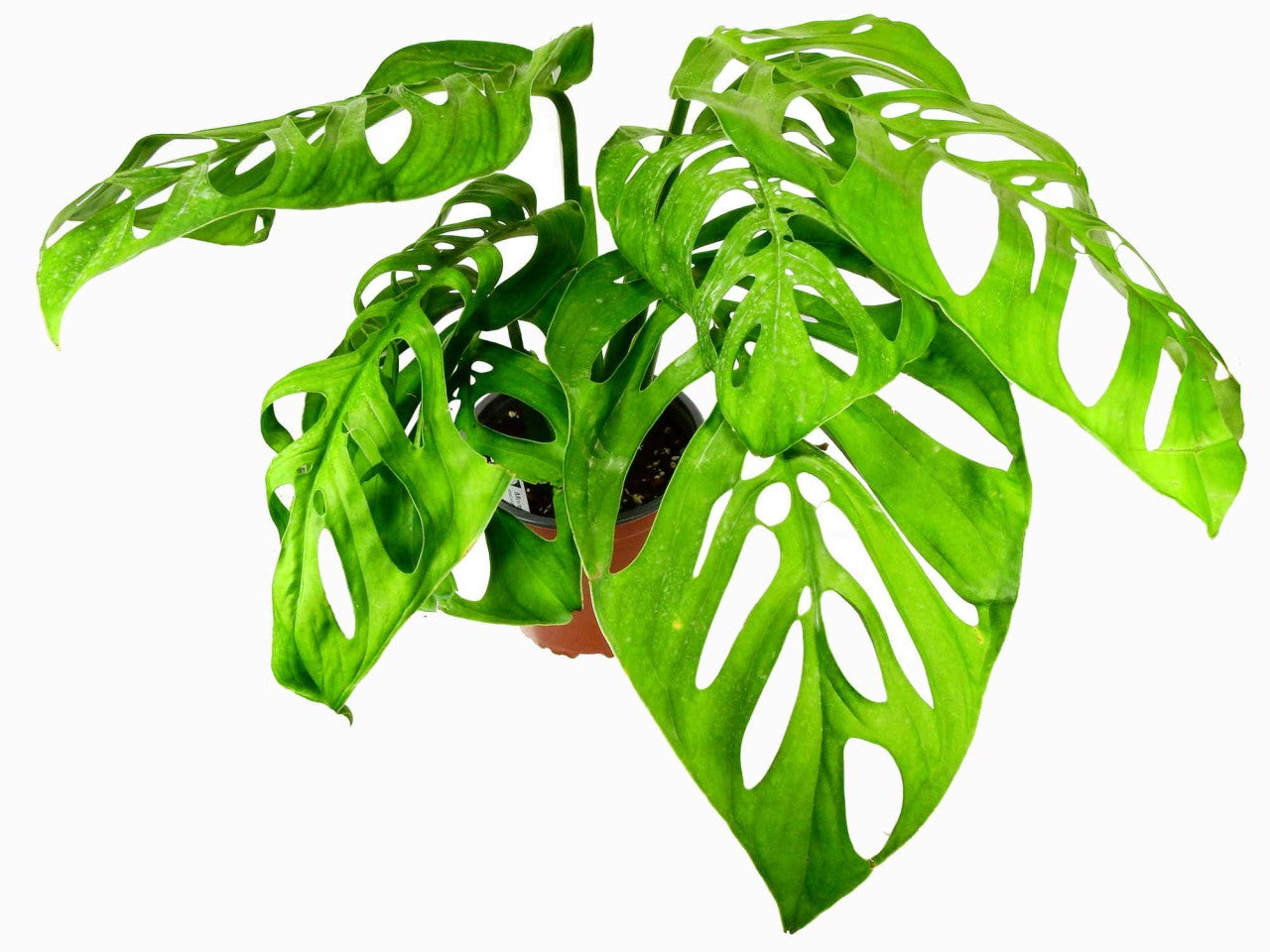 Monstera epipremnoides 'Esqueleto'  Ecuagenera Europe GmbH