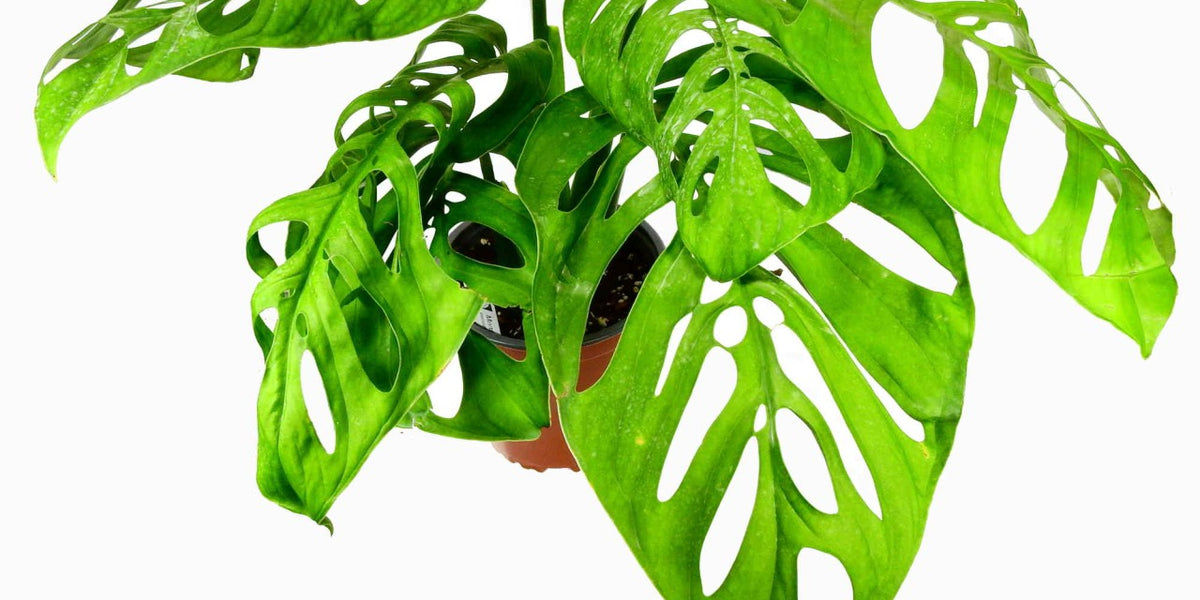 Monstera epipremnoides 'Esqueleto' — Ecuagenera Europe GmbH