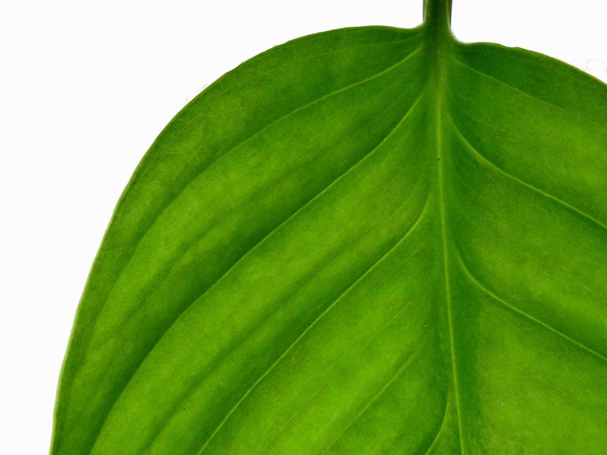 Monstera lechleriana — Ecuagenera Europe GmbH