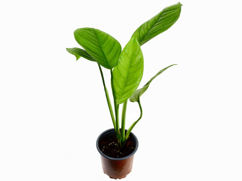 Monstera lechleriana