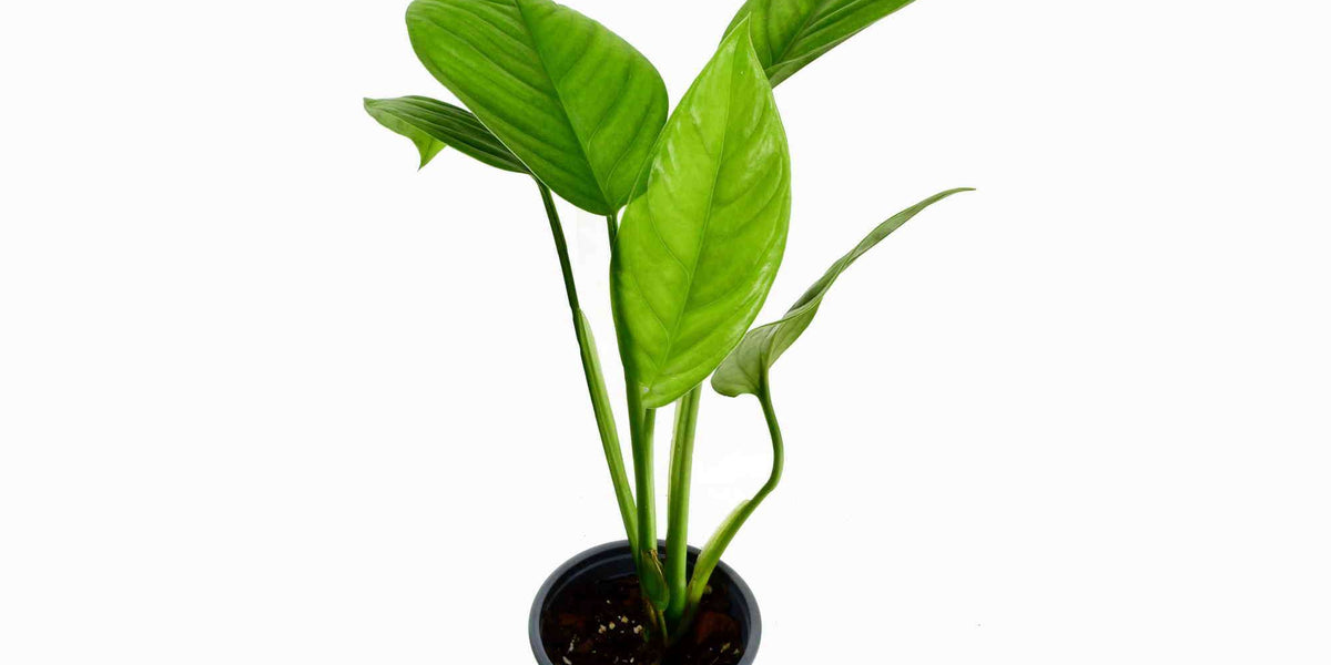 Monstera lechleriana — Ecuagenera Europe GmbH
