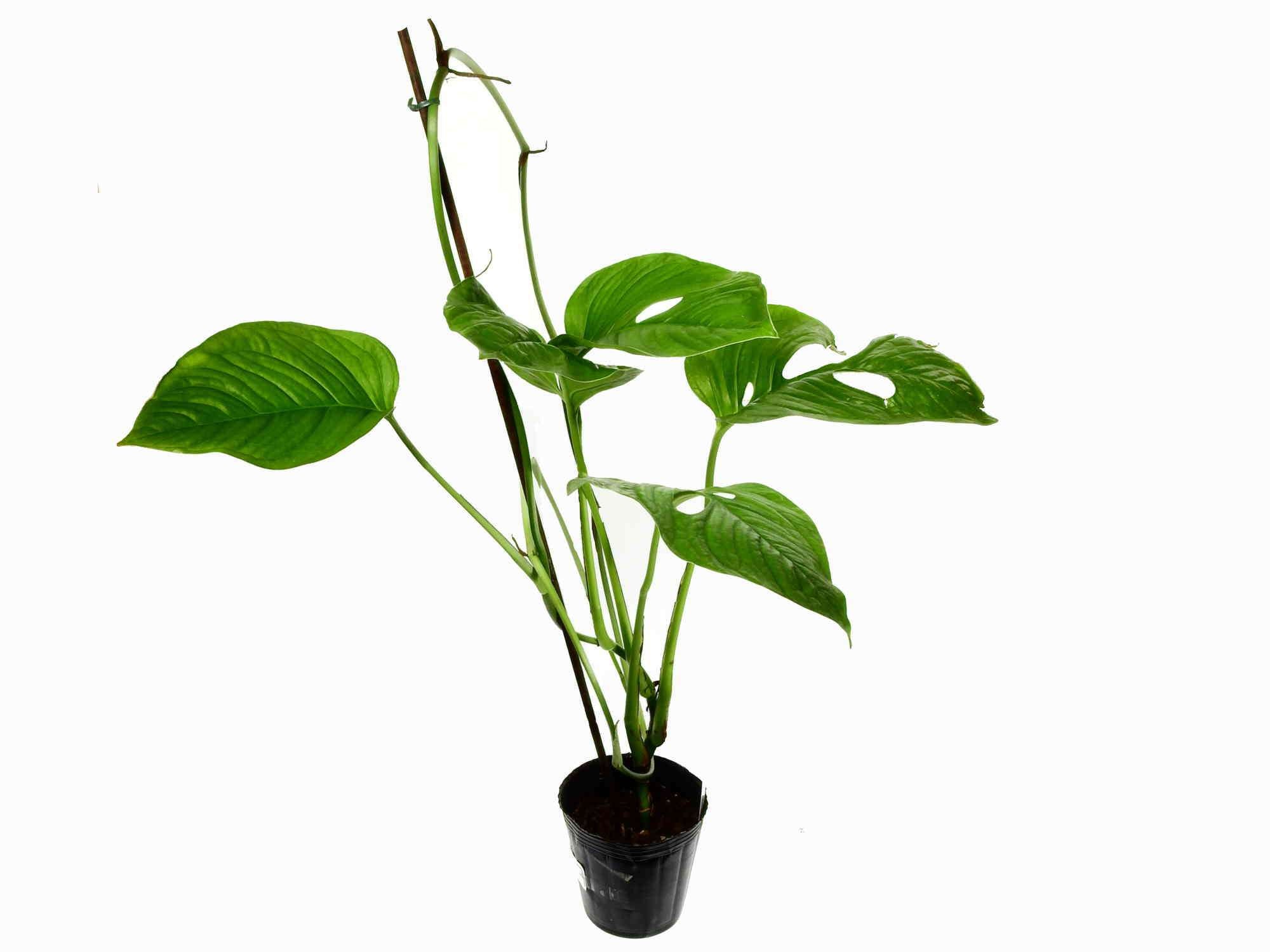 Monstera obliqua cf. 'Pangui' — Ecuagenera Europe GmbH