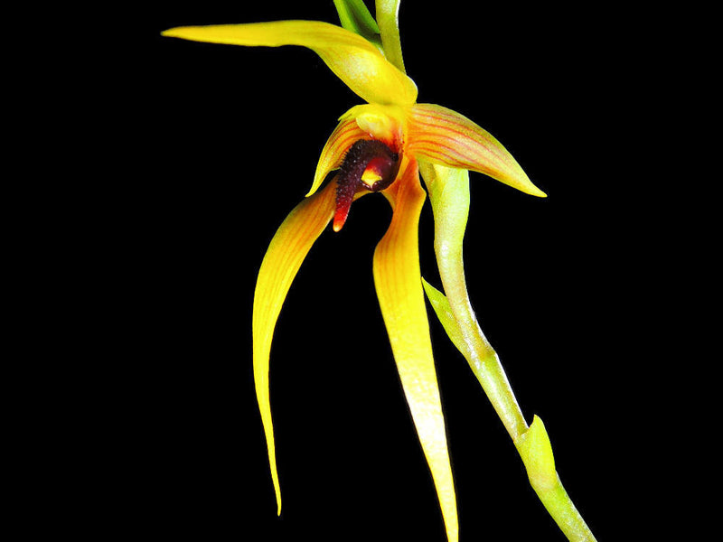 Bulbophyllum Carsul