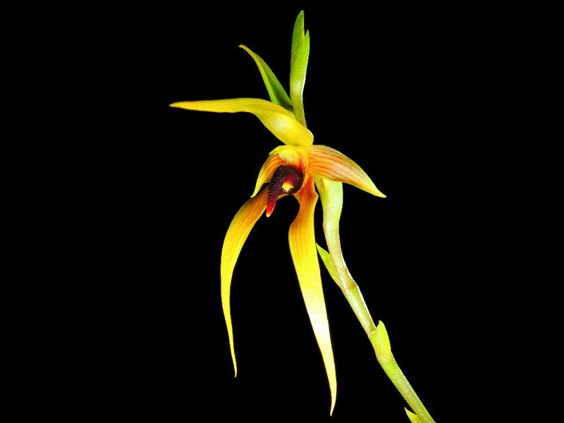 Bulbophyllum Carsul