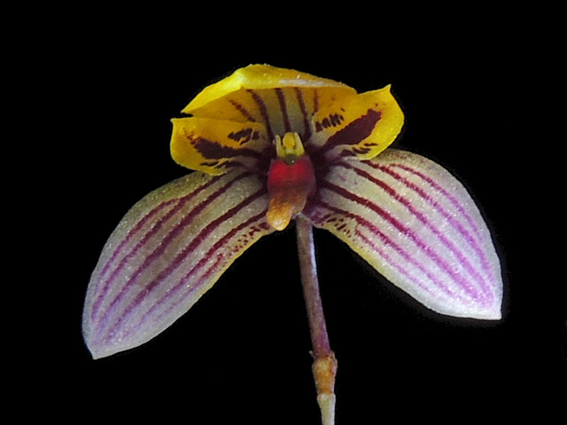 Bulbophyllum bolsteri